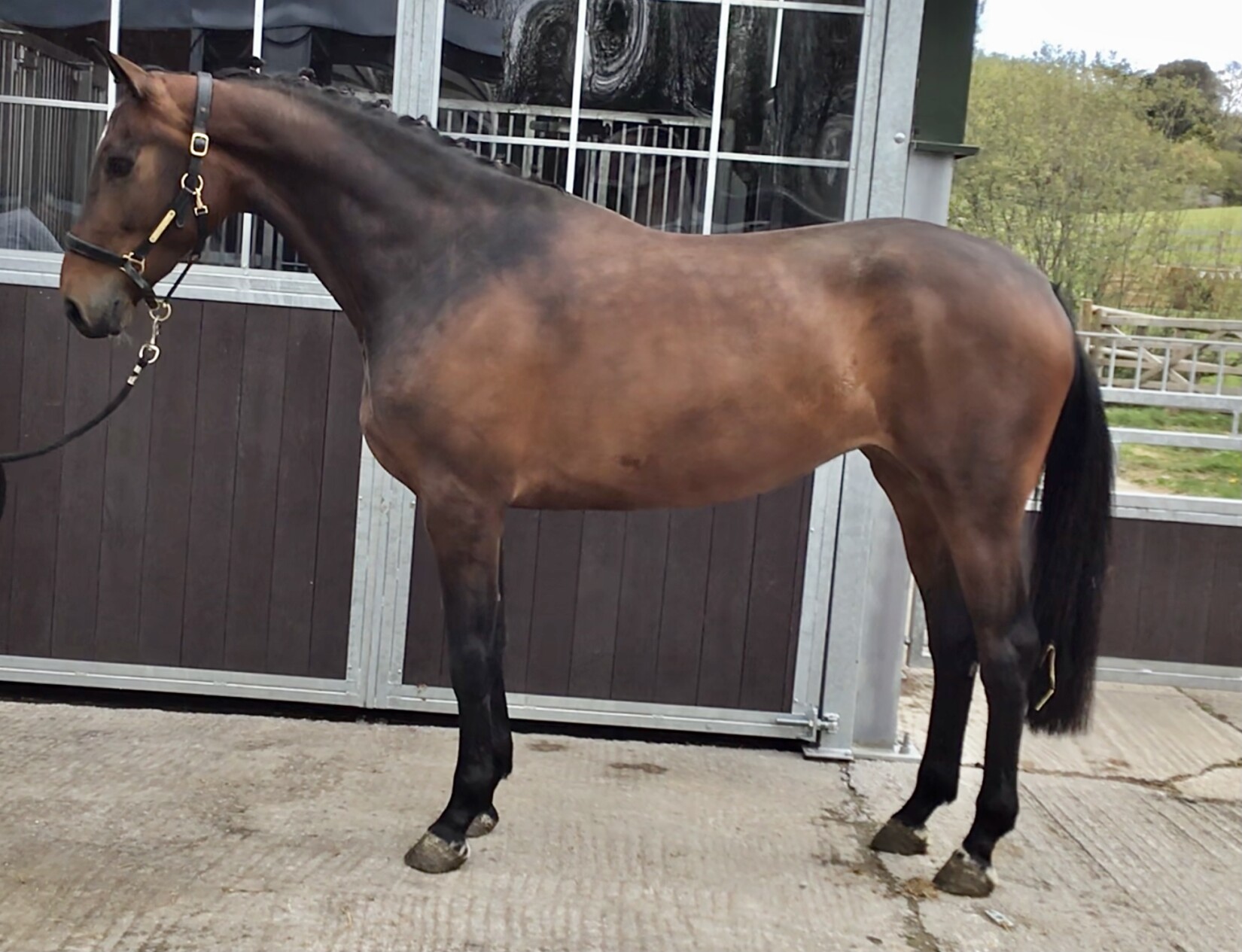 Eurocommerce napels (Cathargo) x Let’s go vdl(Voltaire)x Furore, a 8 year old Mare