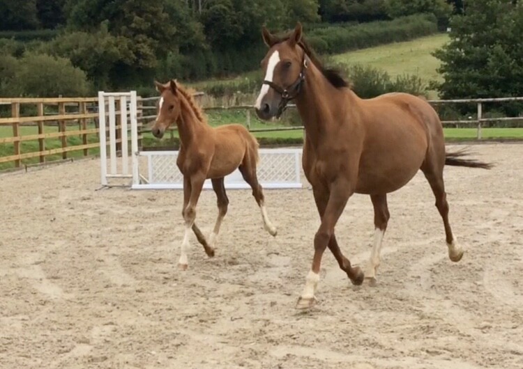Unesco mare with 2021 filly by I’m special de muse, a 19 year old Mare