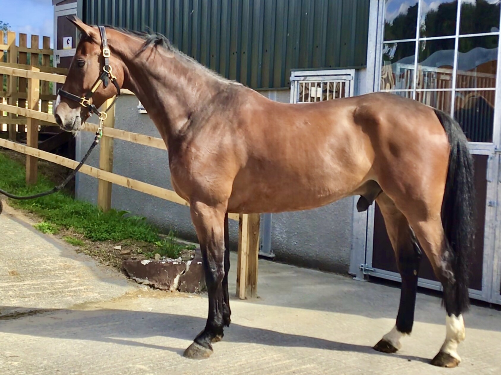 Latour (Darco ) x indoctro x Voltaire, a 8 year old Gelding