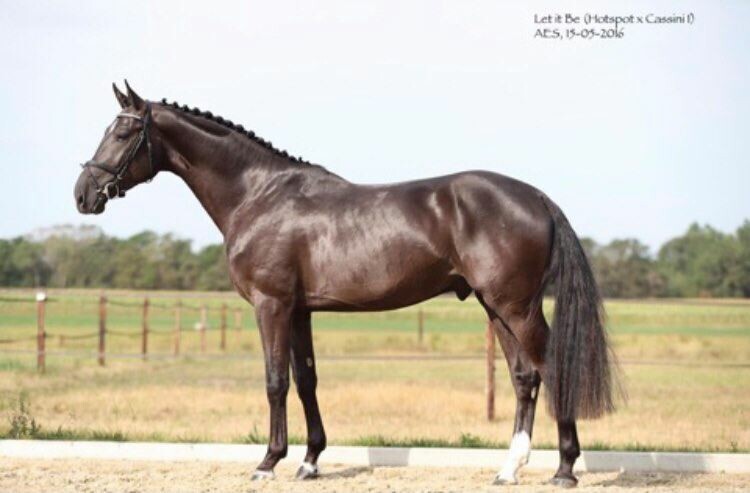 Let it Be (hot spot)x cassini x cor de la bryere, a 8 year old Stallion at Stud